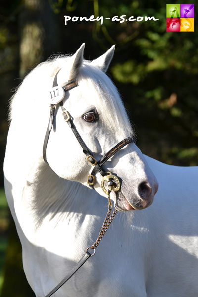 Ice and Fire d'Albran (Co, 19 ans, Dexter Leam Pondi x Fort Doolin) - ph. Pauline Bernuchon