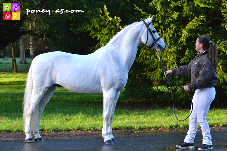 Moka du Vignault (Wb, 15 ans, Oscar des Chouans x Twyford Signal) - ph. Pauline Bernuchon