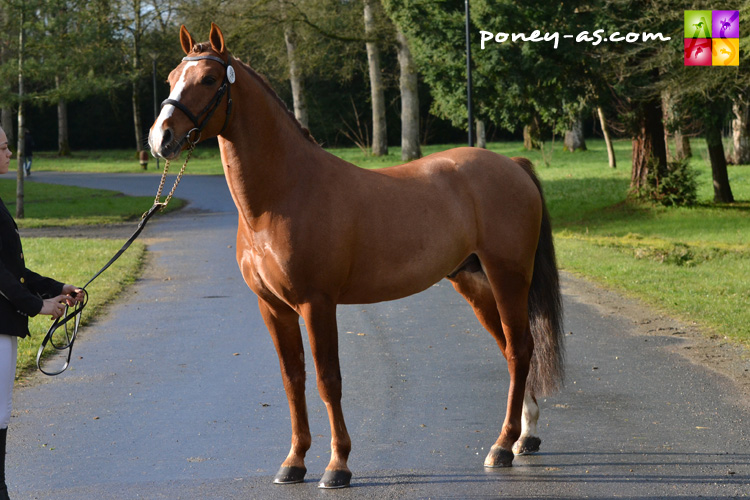 Quest du Buhot (Pfs, 11 ans, Nabor x Oi) - ph. Pauline Bernuchon