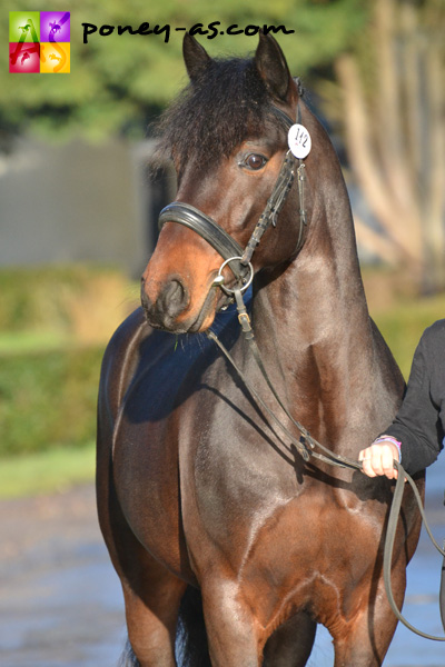 Sean de l'Aulne (Co, 9 ans, Macky x Dream of Aulne) - ph. Pauline Bernuchon