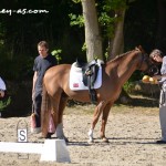 Le petit étalon anglais Bernwode Brokat - ph. Camille Kirmann