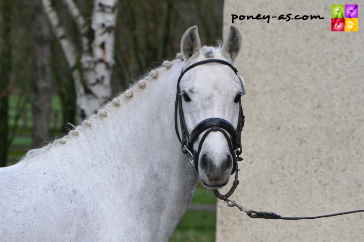 Publi-rédactionnel : HDCP, les friandises 100% naturelles ! - Poney As