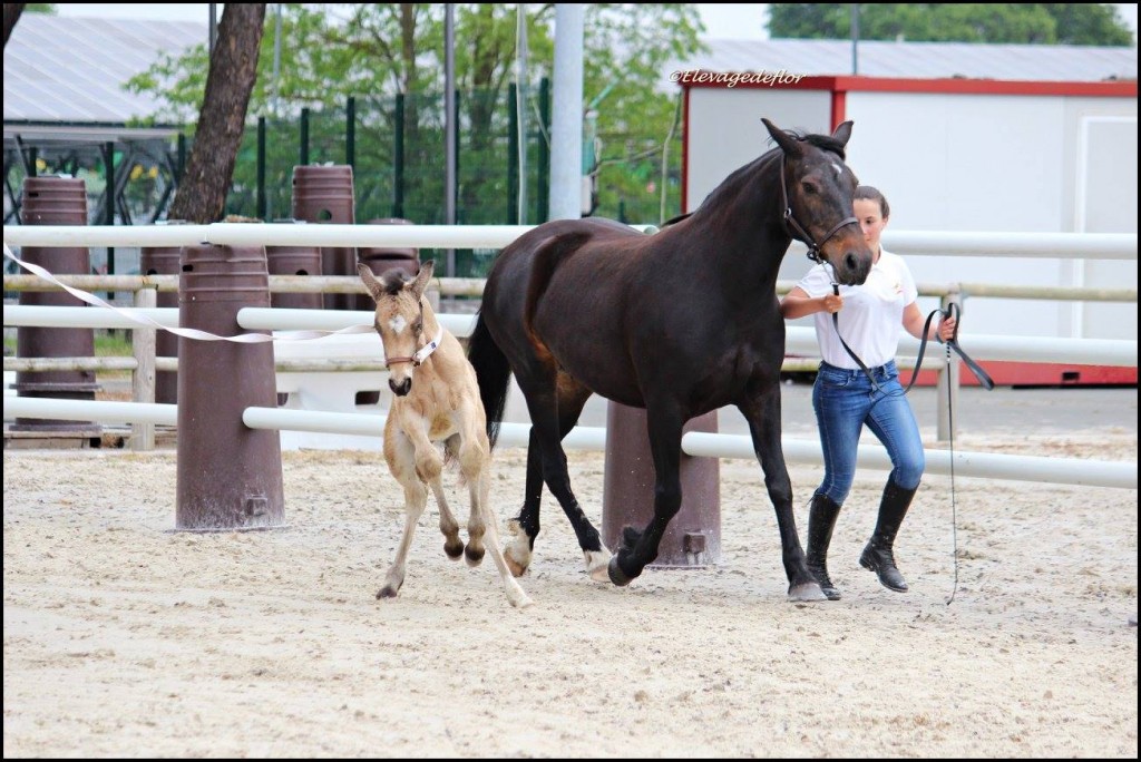 Velouria d'Egree et Genna Lee Motets - ph. Elevage de Flor