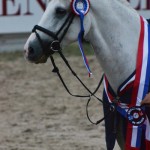 Après son titre de champion d'Europe avec Justie Maerte, Shamrock du Gite s'offre une médaille d'or aux championnats de France - ph. Pauline Bernuchon