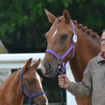 Badiane du Noyer et son foal Grain d'Or du Noyer (Vegas des Landelles) - ph. Pauline Bernuchon