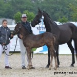 Joy of Lafont et son foal Gyn Templerie Terguer (Bailey du Terguer) - ph. Pauline Bernuchon