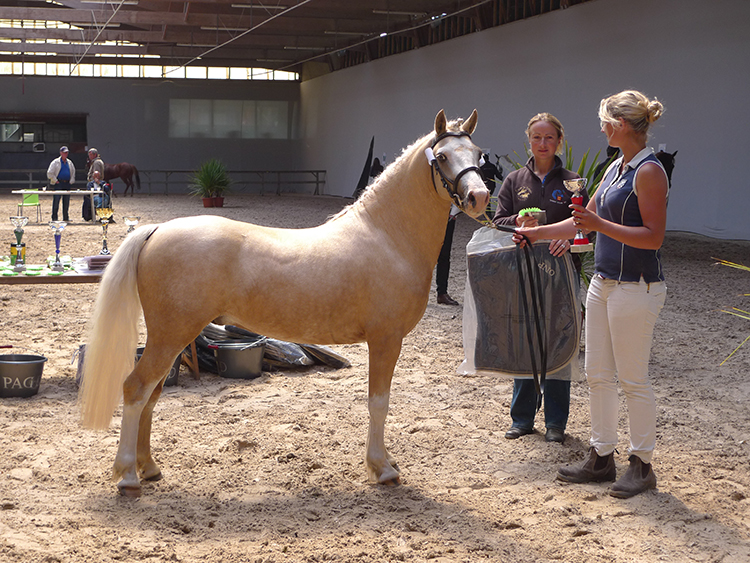 Brynbella Golden Boy présenté par Léa Galanti, 1er des mâles de 3 ans taille B – ph. Marion Lestelle Brynbella Golden Boy présenté par Léa Galanti, 1er des mâles de 3 ans taille B – ph. Marion Lestelle