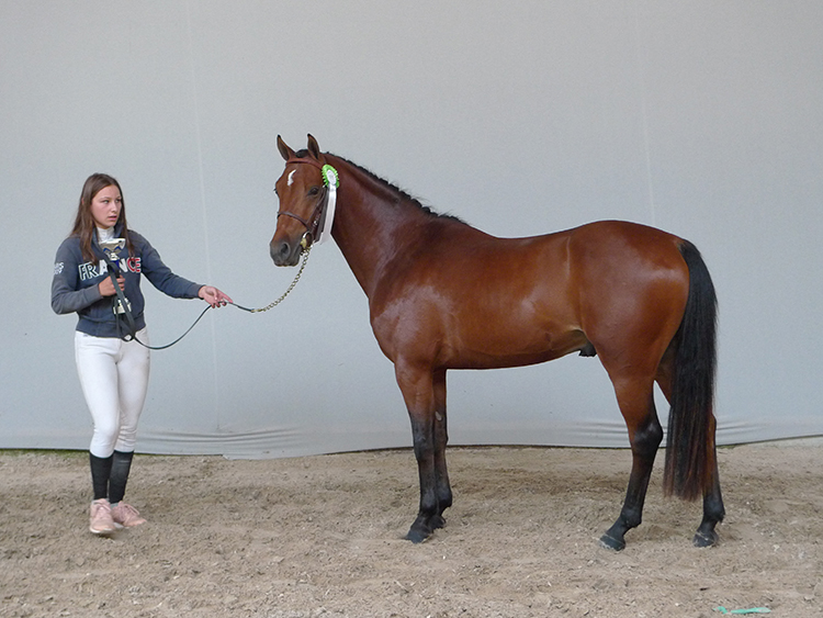 Dream On Der Lenn, présenté par les écuries Bérangère Mouroux, 1er des mâles de 3 ans taille C – ph. Marion Lestelle Dream On Der Lenn, présenté par les écuries Bérangère Mouroux, 1er des mâles de 3 ans taille C – ph. Marion Lestelle