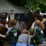 Le poney de l'Irlandaise Zara Nelson, Millridge Buachaill Bui, après le cross - ph. Pauline Bernuchon
