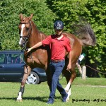 eventing aarhus pony