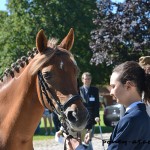 Petite frayeur pour Nanouchka de Swan, la ponette de Claire Barnaud, qui a fait un passage en case prison. Rien de grave ! - ph. Pauline Bernuchon