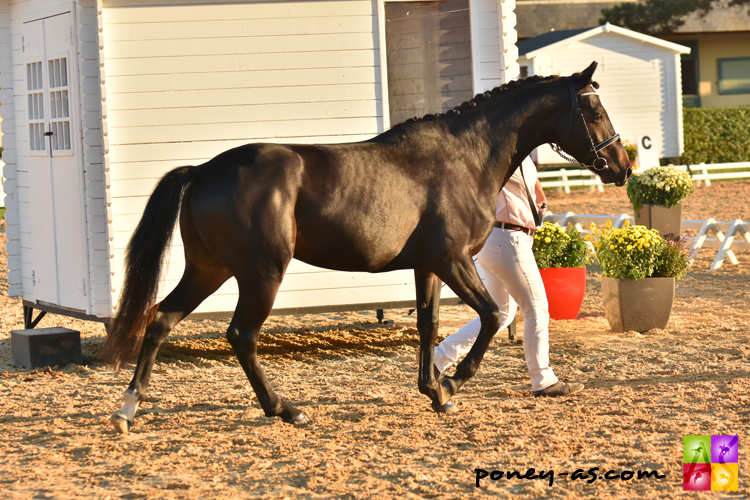 Champion mâle de 2 ans, Everest du Verdon (par Under Cover Fast et Snowdrop du Luot par Cyrano Pondi) - ph. Anaïs Barbier