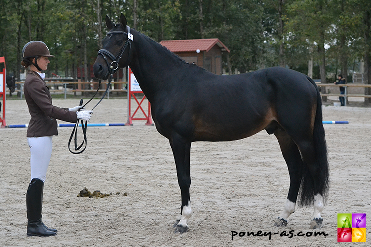 Orchard NL *Poney As - ph. Pauline Bernuchon
