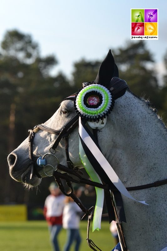 Quibel des Etisses s'en est allée hier. Poney As souhaite beaucoup de courage à tout son entourage - ph. Pauline Bernuchon