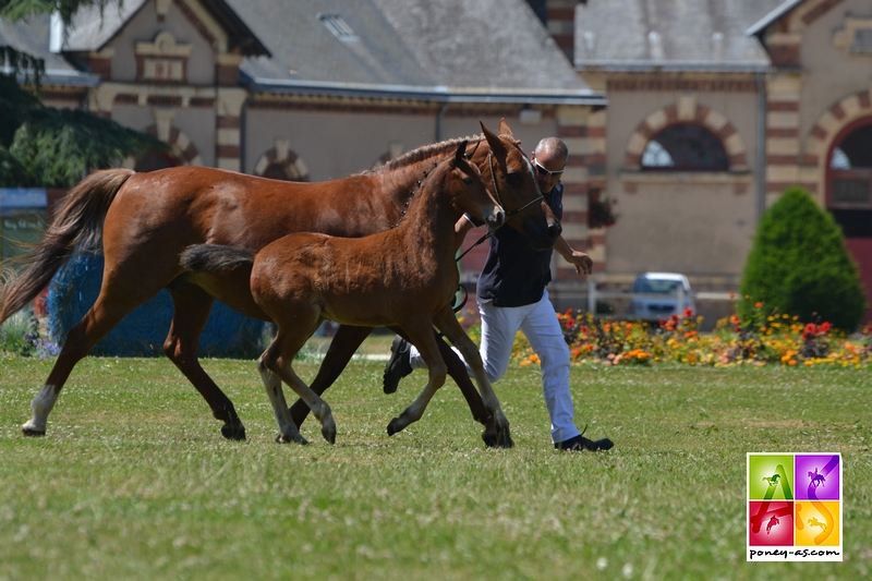 4e, foal de Molène des Verrouis - ph. Pauline Bernuchon