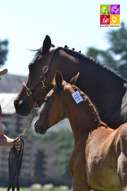 5e, foal de Betyna de Villeneuve - ph. Pauline Bernuchon