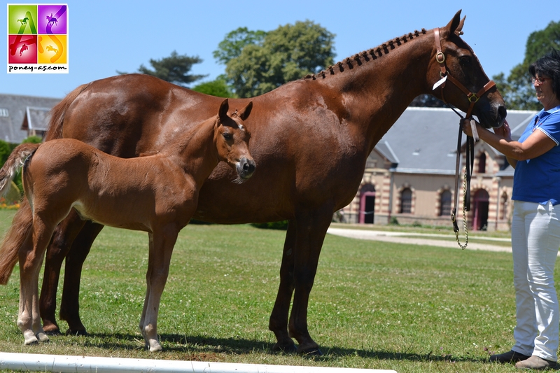 5e, foal de Hebe des Hurlières - ph. Pauline Bernuchon