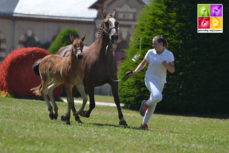 Foal d'Orkidée de Civry - ph. Pauline Bernuchon