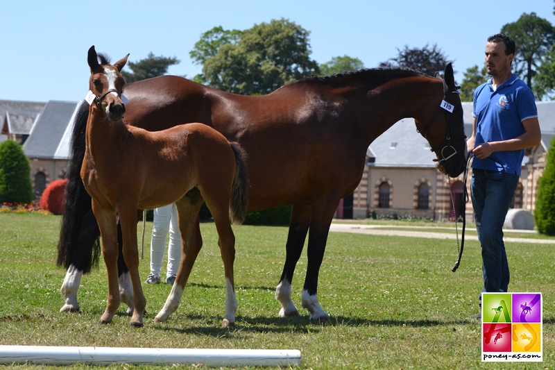 Foal de Quitanne de la Tour - ph. Pauline Bernuchon