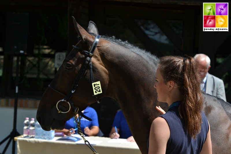 Allana Clutterbuck (Gbr) et Sultan du Bary - ph. Pauline Bernuchon