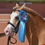 FPPCF 3 ans sport sologn pony poney as