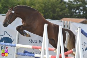 Sologn'Pony National Pfs Poney As