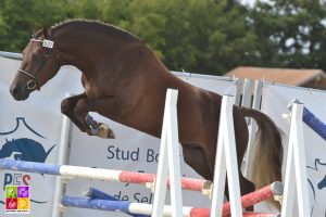Sologn'Pony National Pfs Poney As