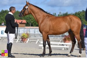 Sologn'Pony National Pfs Poney As