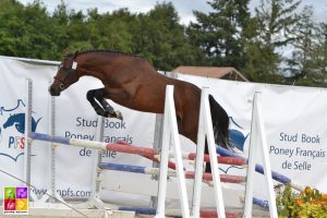 Sologn'Pony National Pfs Poney As