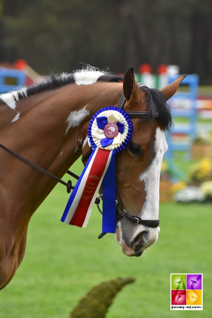 baladin du Bessey Rahan ANPFS Poney As