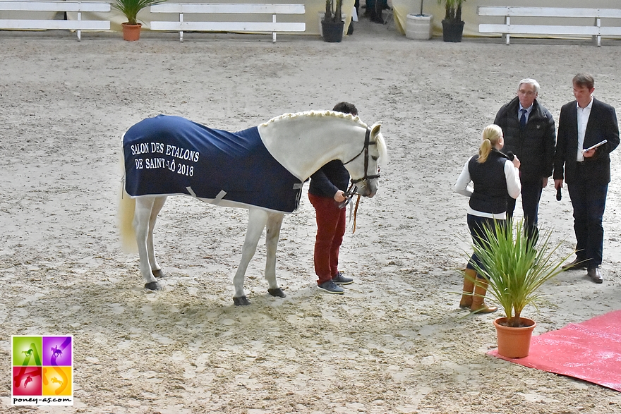 Dexter Leam Pondi au Salon des étalons de Saint-Lô - ph. Poney As