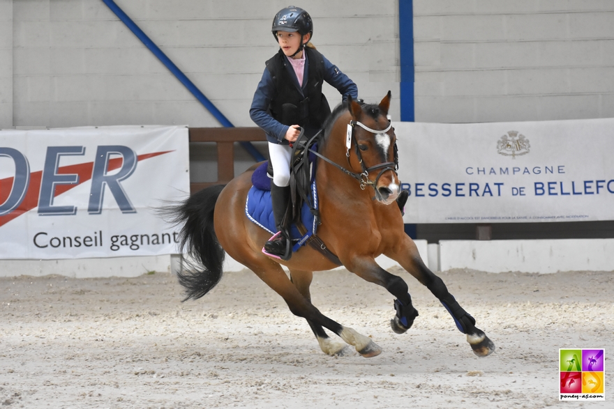 Caval'Est 2018 étalon poney