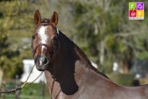 Salam du Roc - ph. Poney As