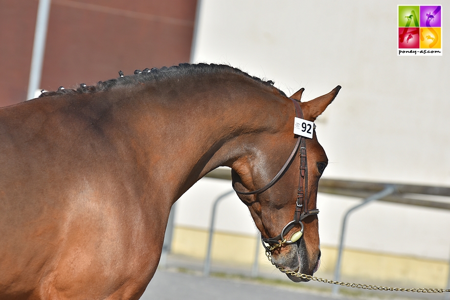 Floki de Bechevel - ph. Pauline Bernuchon