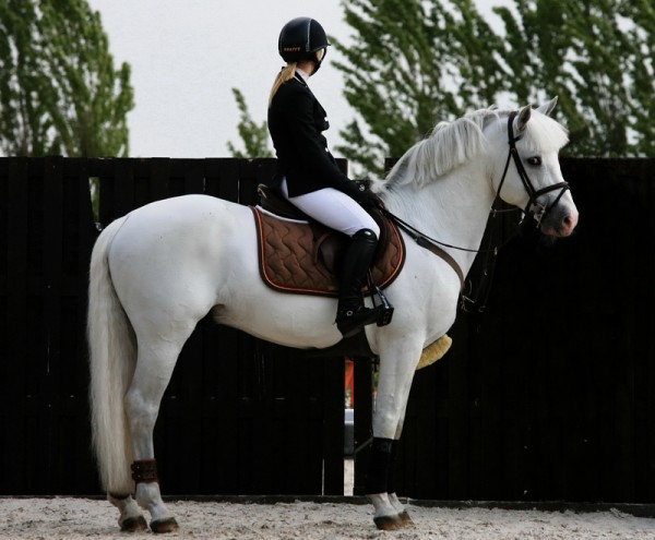 Etalon Poney Sport As 2018