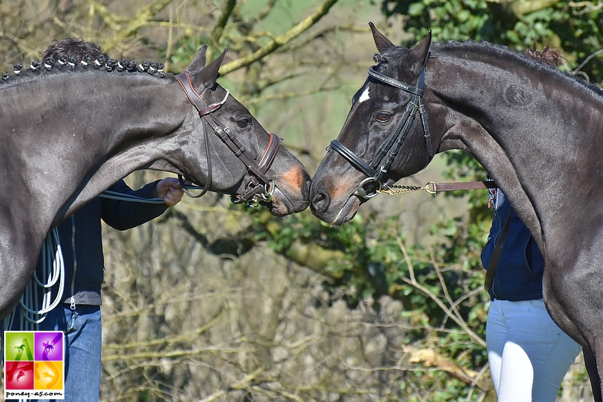 Duo de poneys pour deux soeurs - Le Tricomonde de Sophie