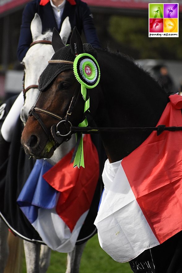 Alto de Fougnard, étalon Pfs par Jimmerdor de Florys SL et Qure de la Rive par Linaro SL - ph. Poney As