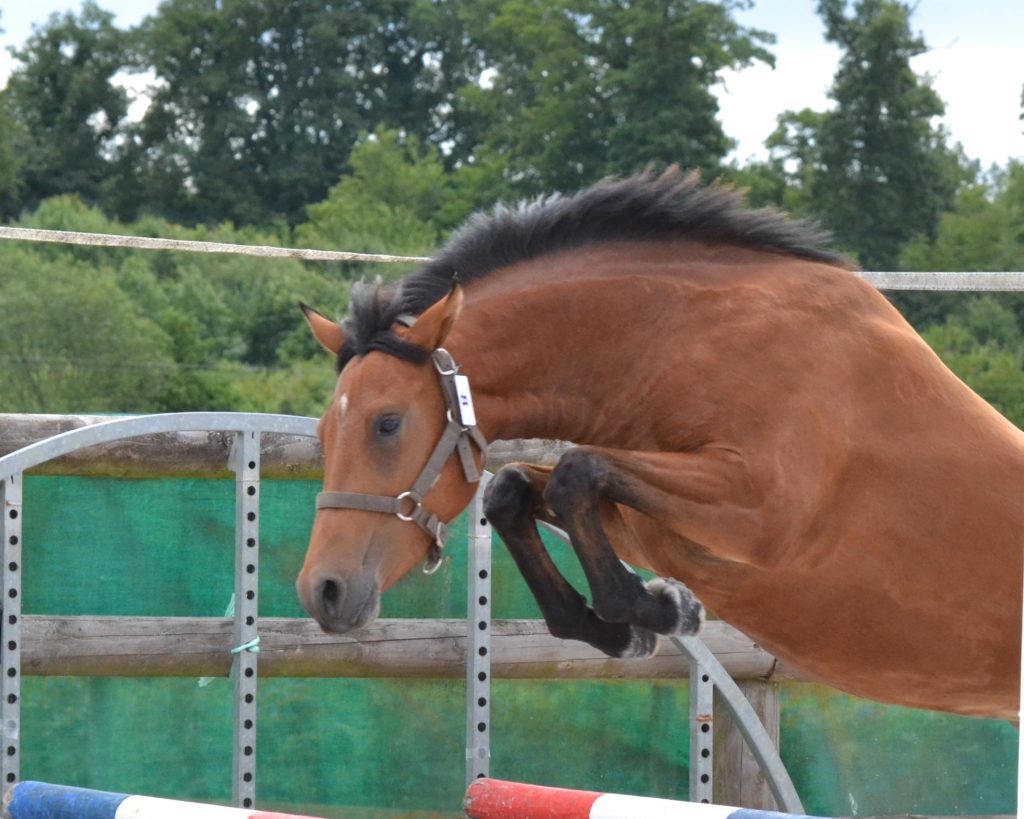 National New Forest AFPNF