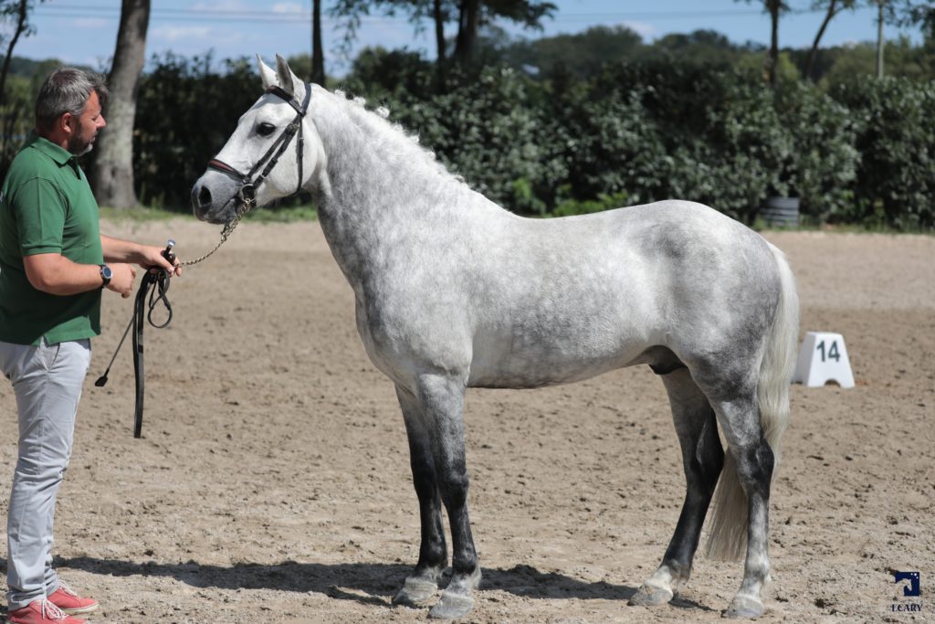 National New Forest 2018 Sologn'Pony