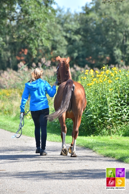 Kanshebber Nrps stallion