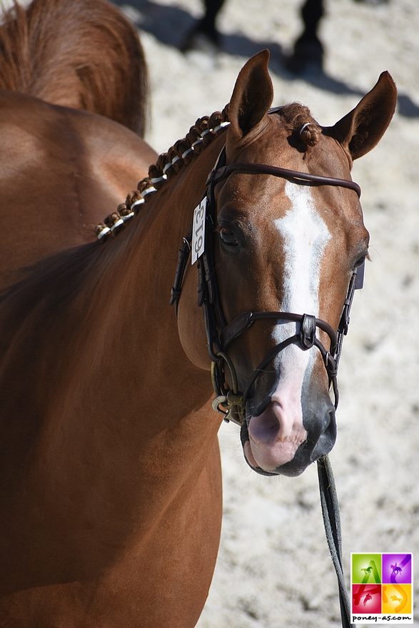 Flamingo Sereld'Hel, sacré champion des mâles de 3 ans Pfs - ph. Poney As