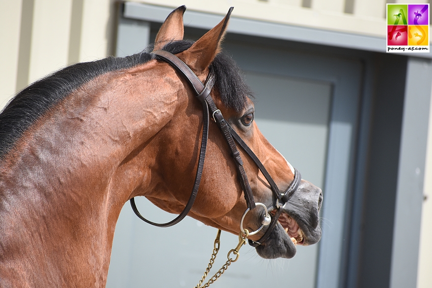 Romane Orhant et Quabar des Monceaux - ph. Poney As