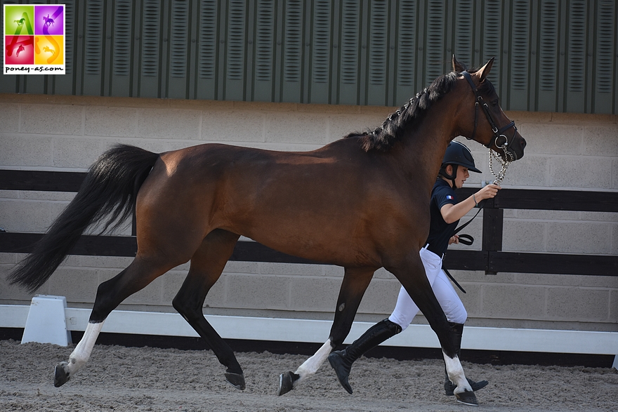 Fiona Tissier et Ellen - ph. Poney As