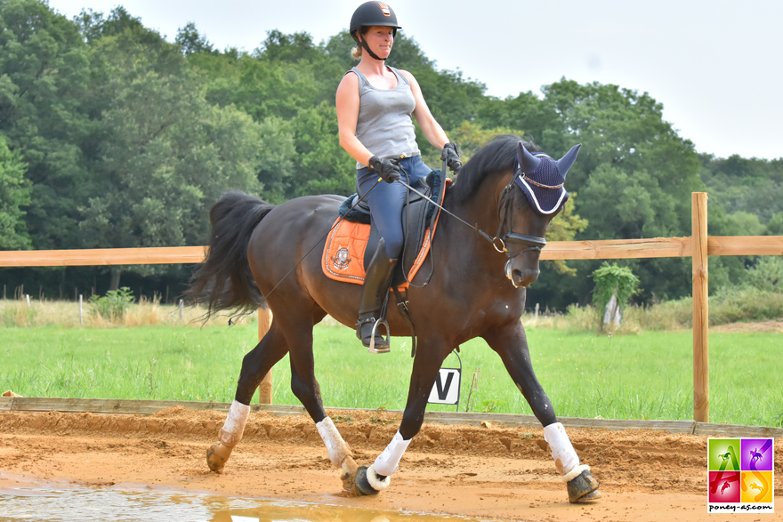 Orchard NLPoney As welsh étalon