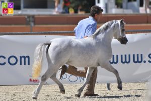 Finale des Champions Welsh Sologn'Pony 2018 Poney As