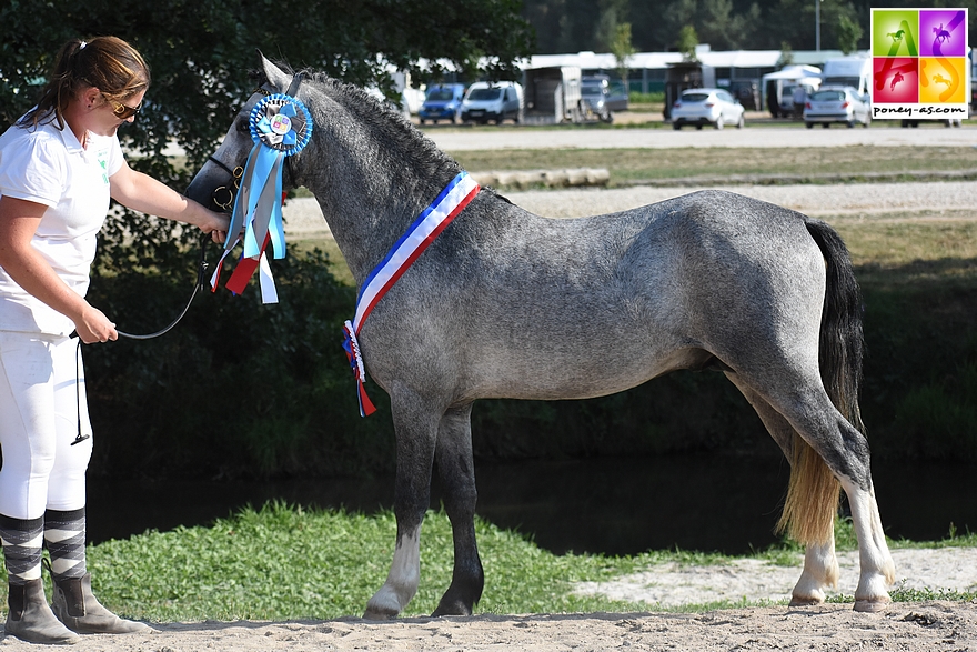Falan's Dornoa, champion des mâle de 3 ans poneys de sport - ph. Poney As