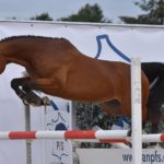 National Pfs 2018 Sologn'Pony