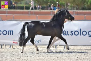 Finale des Champions Welsh Sologn'Pony 2018 Poney As