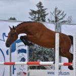 National Pfs 2018 Sologn'Pony