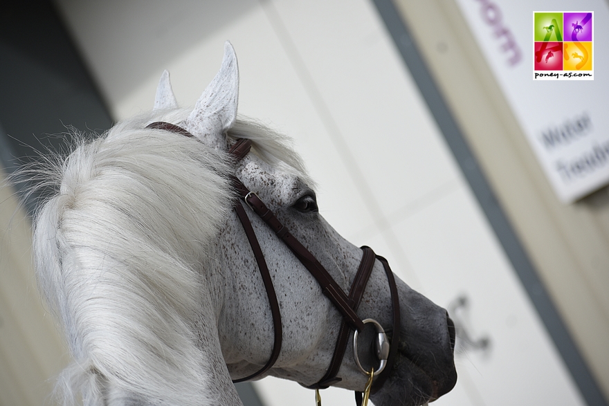 Goliath van de Groenweg (Bel) - ph. Poney As